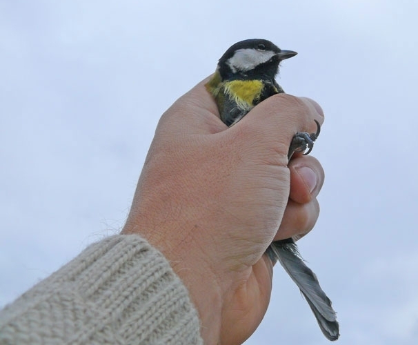 nii socionics express003